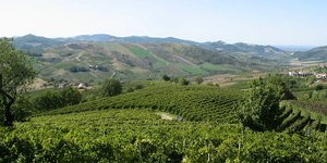 Monterosso vigne
